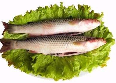 梭魚(yú).jpg